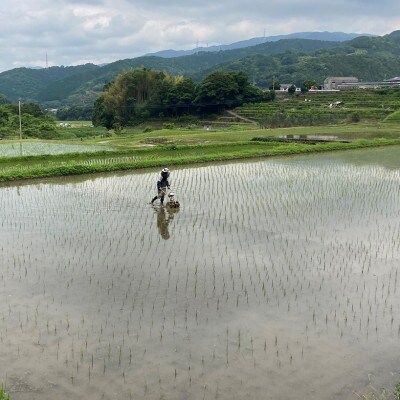 〈坂本自然農場 穂田琉〉 特別栽培米:コシヒカリ　精米5kg