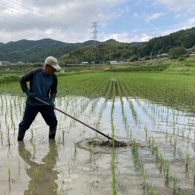 〈坂本自然農場 穂田琉〉JINEN:にこまる　精米2kg