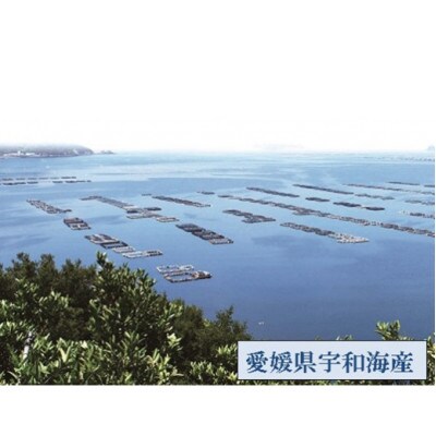 愛媛県産養殖真鯛フィレ2パック(頭1パック付)