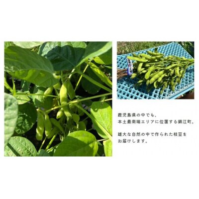 【先行受付】錦江町産枝豆〈茶豆〉2kg(No.1417-1)