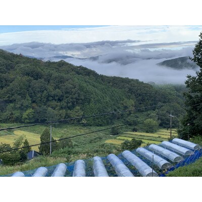 【農家直送】岡山産 シャインマスカット 1房(600g前後)朝どれぶどう その日のうちに発送!