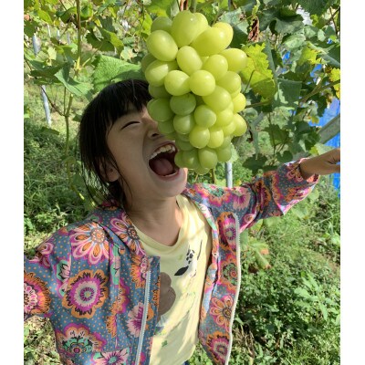 【農家直送】岡山産 シャインマスカット 2kg　朝どれぶどう その日のうちに発送!