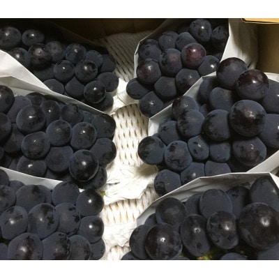 【農家直送】岡山産 ニュー ピオーネ 2kg(3-4房)朝どれぶどう