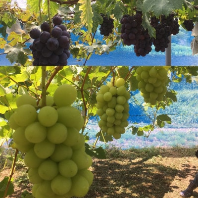 【農家直送】食比べセット 2房　朝どれぶどう　1kg前後 葡萄