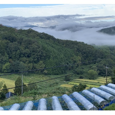 【農家直送】先行予約 岡山産 シャインマスカット 2kg　朝どれぶどう その日のうちに発送!