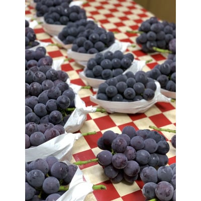 【2026年先行受付】こあに葡萄園　岡山県産　農家直送ご家庭用訳あり　ピオーネ1kg　2房入り