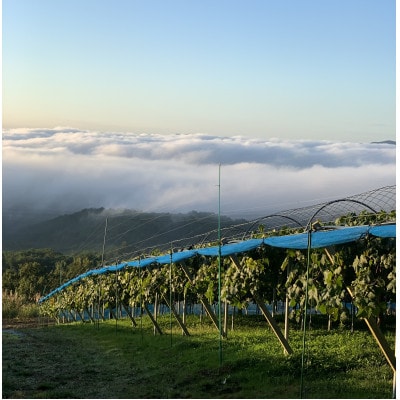 【2026年先行受付】こあに葡萄園　岡山県産　農家直送ご家庭用訳あり　ピオーネ1kg　2房入り