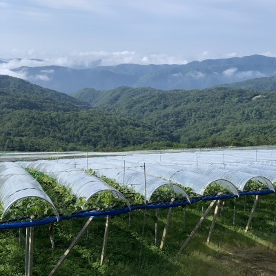 【2026年先行受付】こあに葡萄園　岡山県産　農家直送ご家庭用訳あり　ピオーネ1kg　2房入り