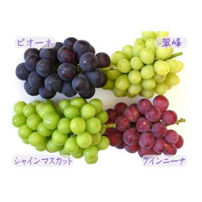 ご家庭用ぶどうバラエティセット約2kg