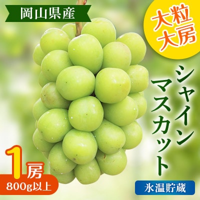 氷温貯蔵【2025年度発送分】黒川農園 大粒 大房 シャインマスカット 1房 800g以上 岡山県産