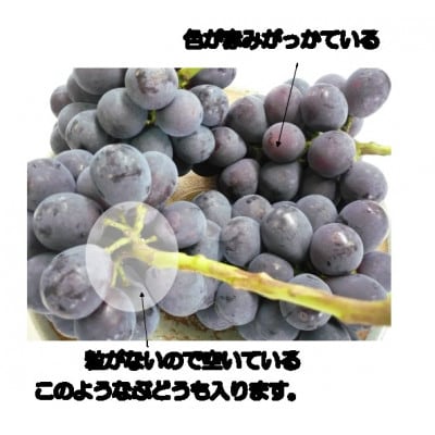 ピオーネ　ご家庭用　5kg　9月中旬以降順次発送