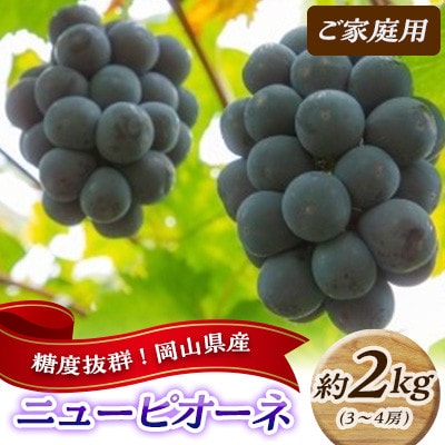 【2025年発送】糖度抜群! ご家庭用 ニューピオーネ 約2kg (3～4房) 岡山県高梁市産