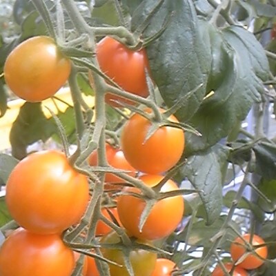 有機ミディトマト　約2kg
