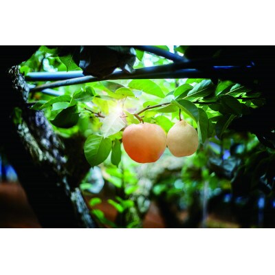 【2024年発送分】岡山県産　あたご梨2～3玉・鴨梨3～4玉 詰め合わせ　赤秀3kg　贈答箱　