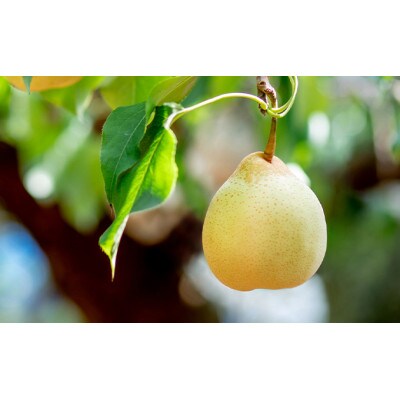 【2024年発送分】鴨梨(ヤーリー)6～10玉 赤秀4kg　贈答箱