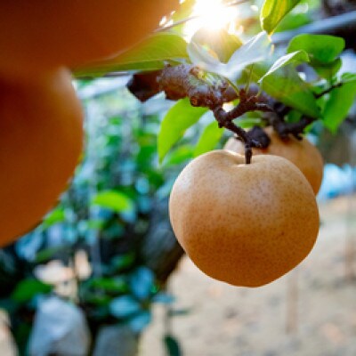 【2025年発送】備前横綱梨 1玉箱 (1～1.4kg玉)(BY1-10)