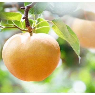 あたご梨2玉化粧贈答箱赤秀 約950g玉(A2-95)