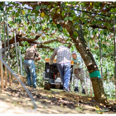 あたご梨3kg化粧贈答箱赤秀 3～6玉(A30-3-6)