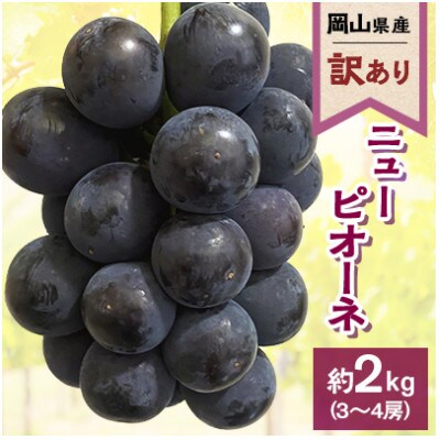 【訳あり】2024年発送　岡山県産 ニューピオーネ3～4房 合計約2kg 常温配送
