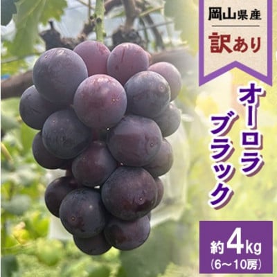 【訳あり】2026年発送 岡山県産 オーロラブラック6～10房 合計約4kg 常温配送