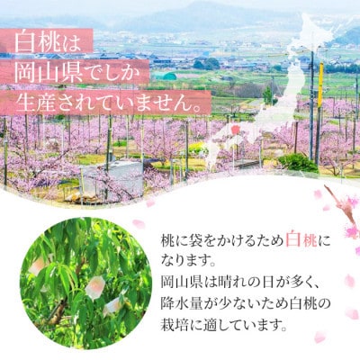 2025年発送 岡山産 白桃 ロイヤル 3玉入り 合計約900g