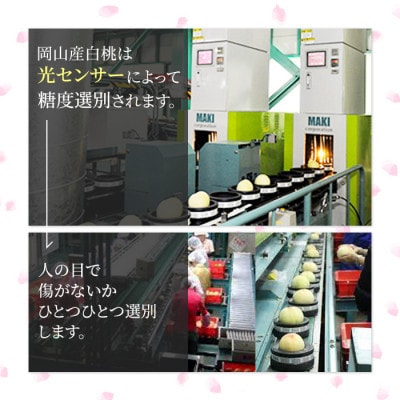 2025年発送 岡山産 白桃 ロイヤル 3玉入り 合計約900g