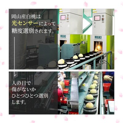 2025年発送 岡山産 白桃 エース 約4kg 8～15玉入り
