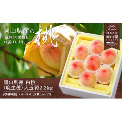 岡山県産　白桃(晩生種)約2.2kg(大玉6～7玉)