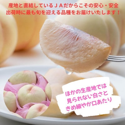 ご家庭用　おかやまの桃　約1.3kg(5～6玉)