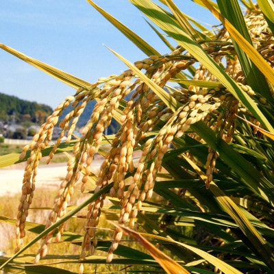 【令和7年産】【無洗米】岡山こしひかり8kg(2kg×4袋)