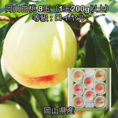 【2026年発送】岡山県産 岡山白桃 8玉(1玉200g以上)ロイヤル 化粧箱入り