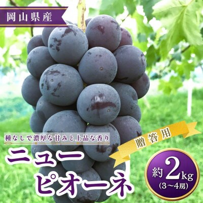 【2026年発送】【贈答用】ニューピオーネ 3～4房 約2kg