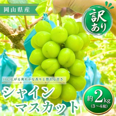 【2026年発送】【訳あり】シャインマスカット 3~4房 約2kg