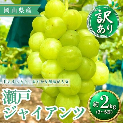 【2026年発送】【訳あり】瀬戸ジャイアンツ 3~5房 約2kg