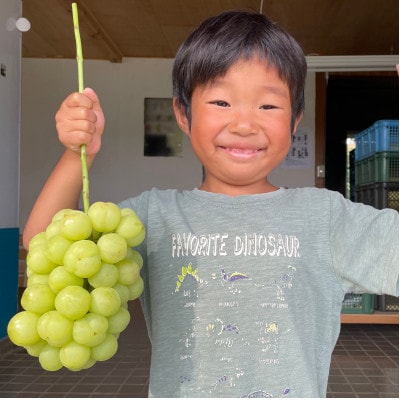 【2026年発送】【訳あり】瀬戸ジャイアンツ 3～5房 約2kg