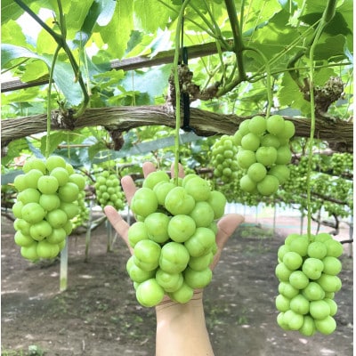 【2026年発送】【訳あり】瀬戸ジャイアンツ 3～5房 約2kg