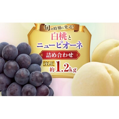 【2027年発送分 先行受付】岡山県産 白桃とニューピオーネのセット