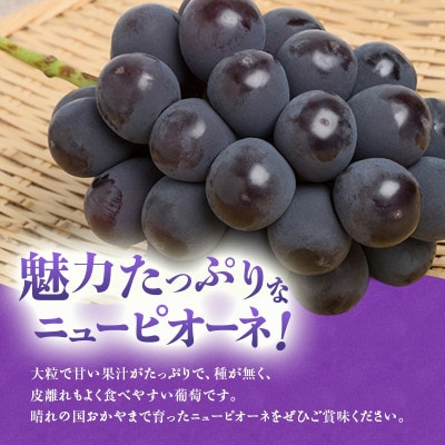 【2027年発送分 先行受付】岡山県産 白桃とニューピオーネのセット