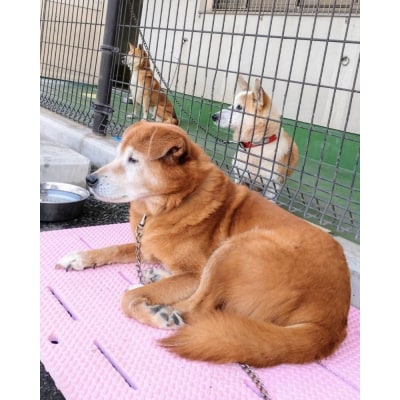 【鹿児島市の動物愛護活動を応援】(返礼品なし)1,000円　K000-CFA0001