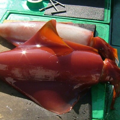 もちっと食感のセーイカ3kg