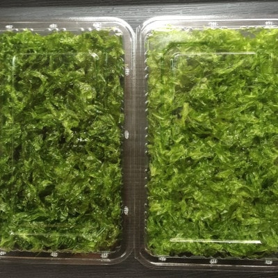 冷凍の生あおさ 130g×4パック