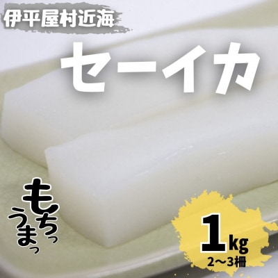 もちっと食感 セーイカ 1kg(2～3柵)