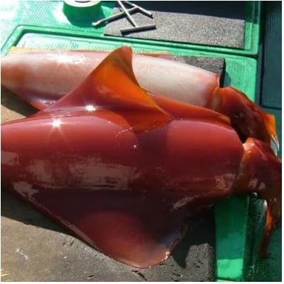 もちっと食感 セーイカ 2kg(4～6柵)
