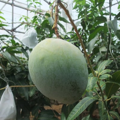 【2025年8月～9月頃発送予定】伊平屋産の幻のキーツマンゴー1kg(1～2玉)