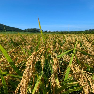 【2025年発送】伊平屋島特産のちゅらひかり3kg×3袋