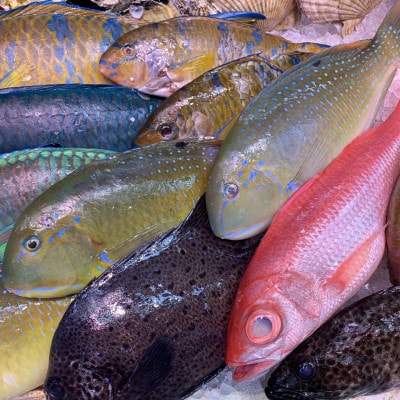 伊平屋島で獲れた海産物セット 梅プラン(4～6品)