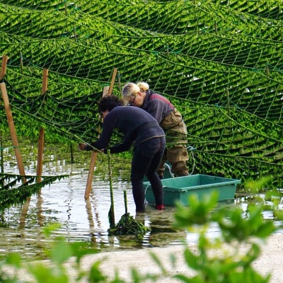【水洗い済・小分けパック】だから便利★　冷凍 生アーサ　★60g × 10パック