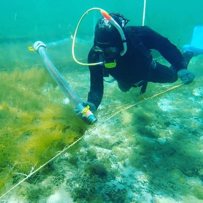 【収穫時期限定!】冷凍 生もずく　1kg(500g × 2パック)