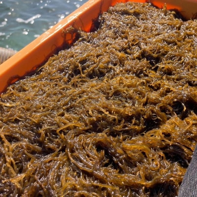 沖縄県伊平屋島産もずく270g×8袋