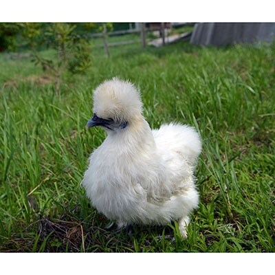 烏骨鶏の卵個 ふるさと納税限定特別セット お礼品詳細 ふるさと納税なら さとふる 烏骨鶏の卵個 ふるさと納税限定特別セット お礼品詳細 ふるさと納税なら さとふる